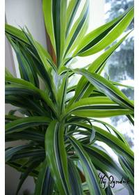 Dracena deremańska