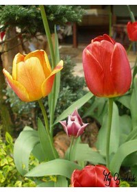 Tulipan