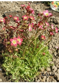 Skalnica Arendsa