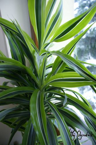 Dracena deremańska