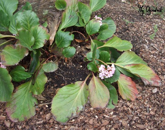 Bergenia sercowata