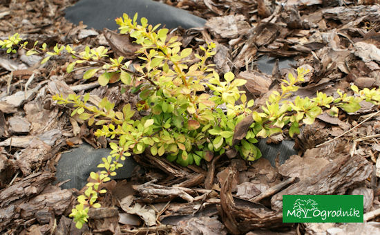 Berberys Thunberga 'Gold Carpet'